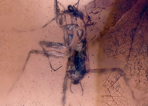 $publishedArticle->coverImageAltText