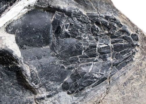 $publishedArticle->coverImageAltText