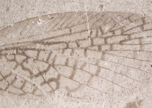 $publishedArticle->coverImageAltText