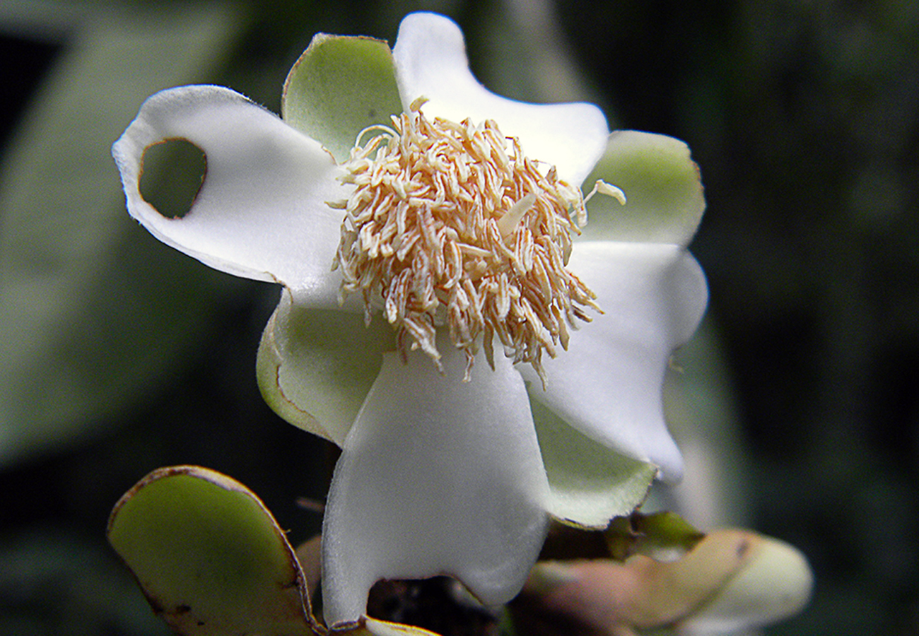 A tribute to resistance: Eugenia quilombola (Myrtaceae), a new species with  multilocular anthers from the Atlantic Forest of northeastern Brazil |  Phytotaxa