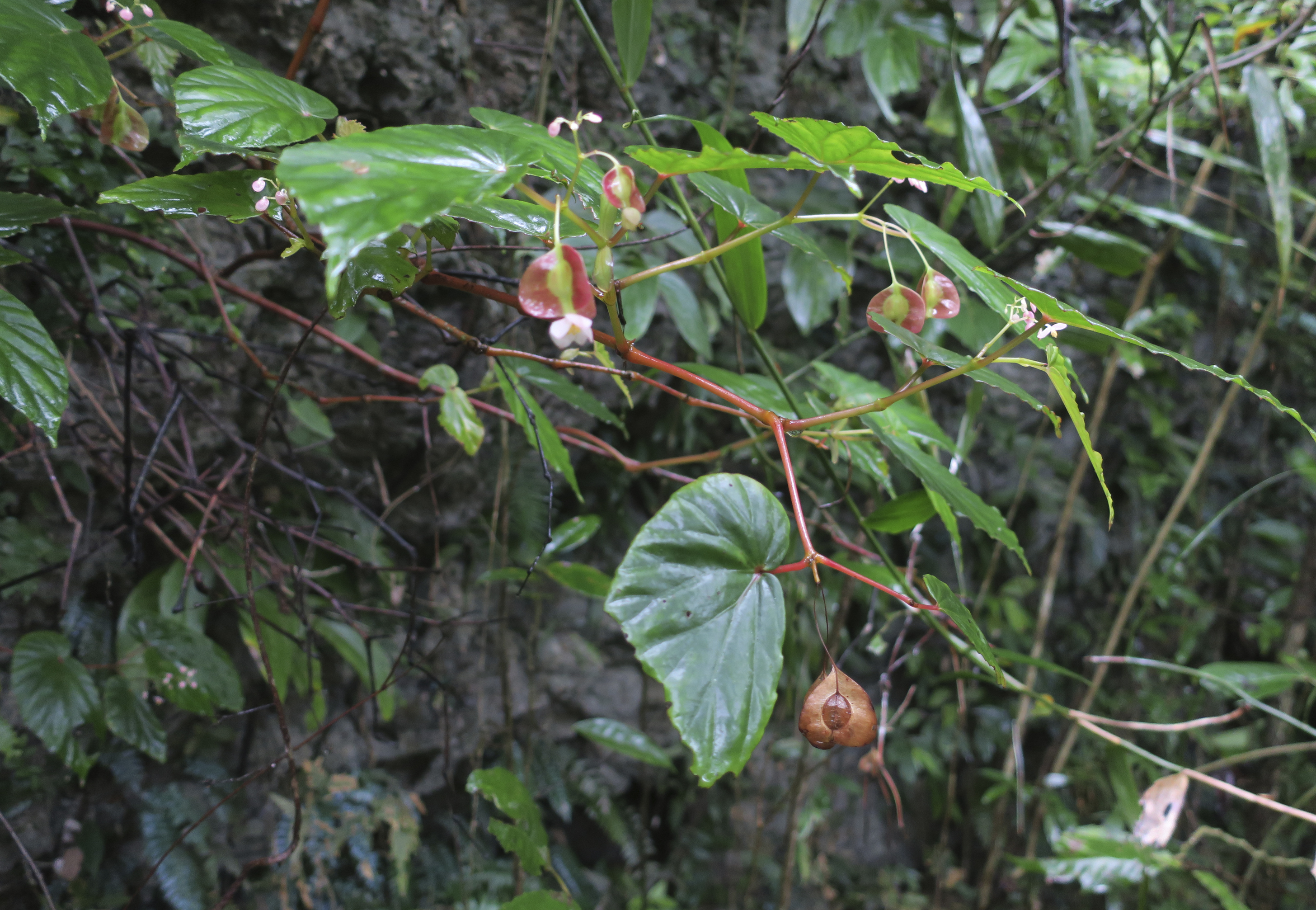 Begonia benitotanii (section Petermannia, Begoniaceae) a new species  endemic to the Philippine island of Bucas Grande | Phytotaxa