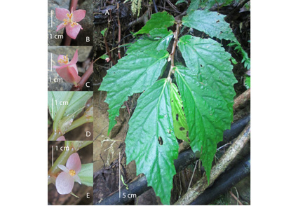 Begonia lanuzaensis (sect. Petermannia , Begoniaceae) a new species from  Surigao del Sur, Mindanao Island, Philippines | Phytotaxa