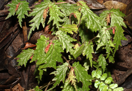 Taxonomy of the genus Begonia (Begoniaceae) in Mindanao, Philippines IV:  Begonia bangsamoro subsp. bagasa ( Begonia section Petermannia ), a new  subspecies from Zamboanga del Sur | Phytotaxa