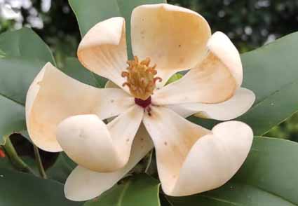 Magnolia (Magnoliaceae) in Honduras: a synopsis with six new taxa |  Phytotaxa
