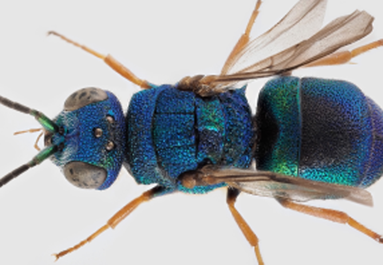 Minnesota Seasons - metallic bluish-green cuckoo wasp