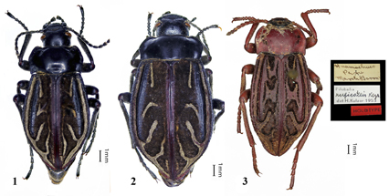 $publishedArticle->coverImageAltText