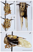 $publishedArticle->coverImageAltText