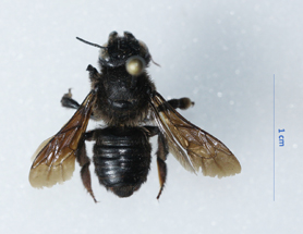 $publishedArticle->coverImageAltText