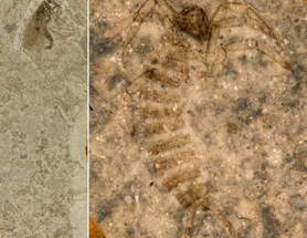 $publishedArticle->coverImageAltText