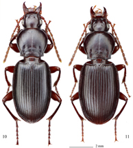 $publishedArticle->coverImageAltText