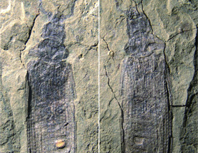 $publishedArticle->coverImageAltText