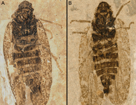 $publishedArticle->coverImageAltText