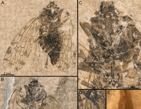 $publishedArticle->coverImageAltText