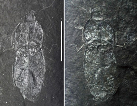 $publishedArticle->coverImageAltText