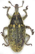 $publishedArticle->coverImageAltText