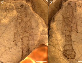 $publishedArticle->coverImageAltText