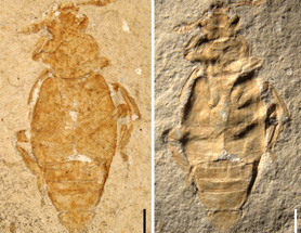 $publishedArticle->coverImageAltText