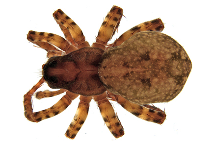 $publishedArticle->coverImageAltText