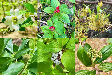 Top left: <em>Cornus florida</em> L, clade <em>Cynoxylon</em>; top middle: <em>C. cacadensis</em> L., clade <em>Arctocrania</em>; top right: <em>C. officinalis</em> Seibold & Zuccarini, clade <em>Macrocarpium</em>; bottom left: <em>C. capitata</em> Wall., clade <em>Syncarpea</em>; bottom middle: <em>C. sericea</em> L., clade <em>Kraniopsis</em>; bottom right: <em>C. oblonga</em> Wall., clade <em>Yinquania</em>. 