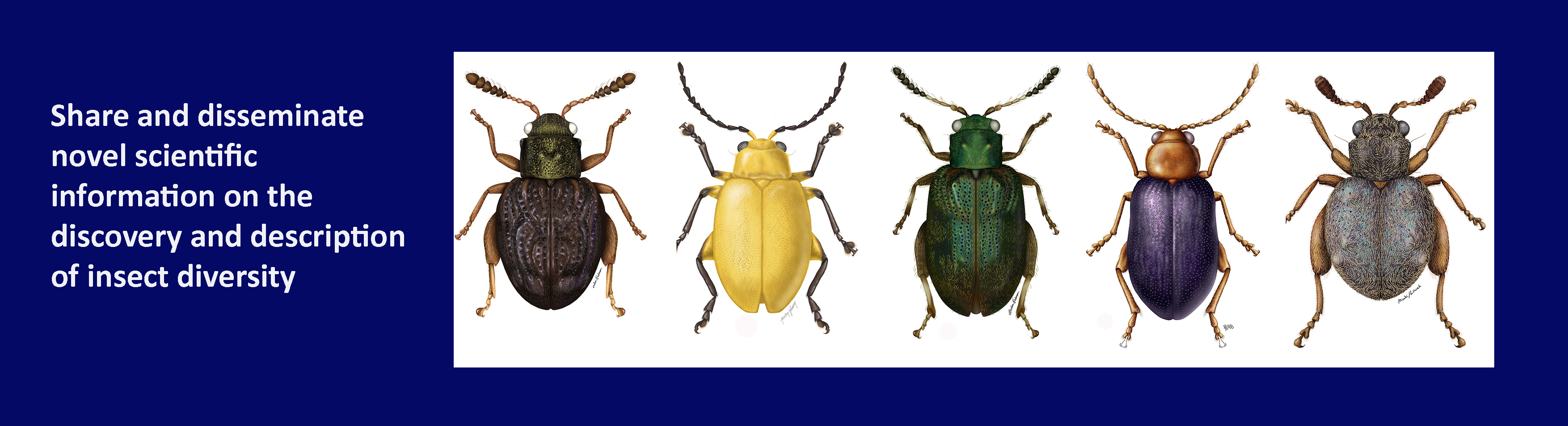 Journal of Insect Biodiversity Banner Image